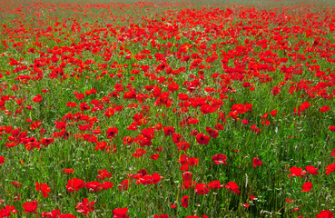 Coquelicots dans les champs au printemps.