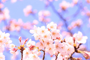 桜咲く