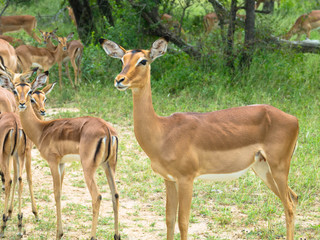 Impalas stehen zusammen in der Graslandschaft