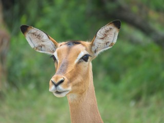 Impala Lamb with oversized Ears close up head Portrait, Kruger National Park