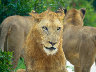 A portrait of a Young lion relaxing in a park in Africa