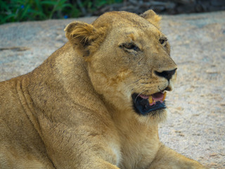 A portrait of a lioness relaxing in a park in Africa
