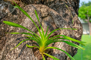 Green orchid tree perched on a brown tree
