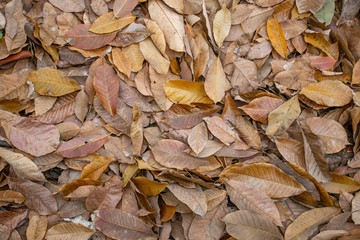 The dry leaves of the rubber tree