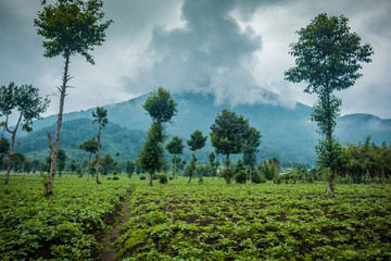 View of Mount Bisoke volcano, Rwanda - obrazy, fototapety, plakaty