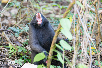 Affe, Indonesien, Nationalpark Tangkoko