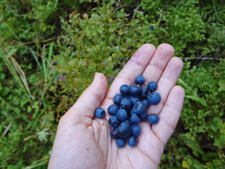 a handful of ripe blueberry