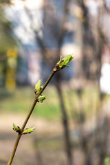 bud of a tree
