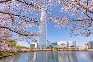 Beautiful flowers Cherry blossom in spring at lake Seokchonhosu Park Seoul South Korea
