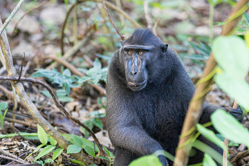 Affe, Indonesien, Nationalpark Tangkoko