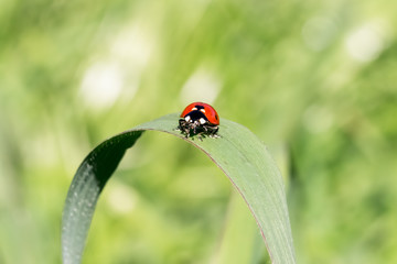 Ladybird on a blade of grass, readying to fly.  Macro close-up. Spring. A series of 3 photos.