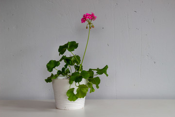 Pink indoor blooming geranium flowers on the stem in the form of a ball in the pot against gray wall