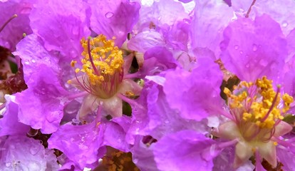 Crape flower blooming in the garden.