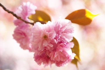 八重桜（カンザン）
