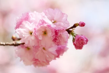 Foto op Plexiglas 八重桜（ヤエベニトラノオ） © Tsuruko