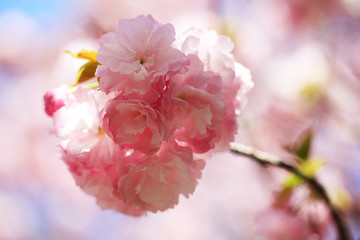 八重桜（ヤエベニトラノオ）