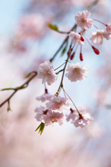 桜の花（ヤエベニシダレ）	