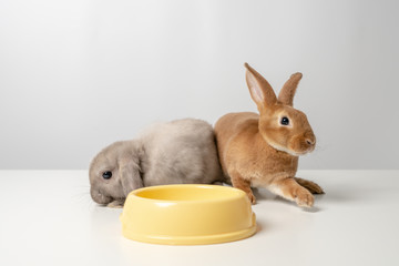 Baby of brown and gray bunny rabbit.