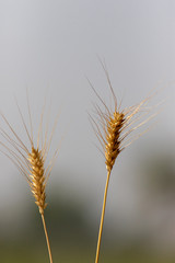 ears of wheat 