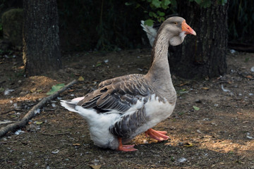 Domestic goose grazing in a meadow. Gray goose on grey field.