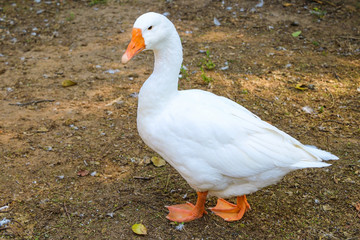 A beautiful white domestic goose is standing and looking attentively. Poultry.