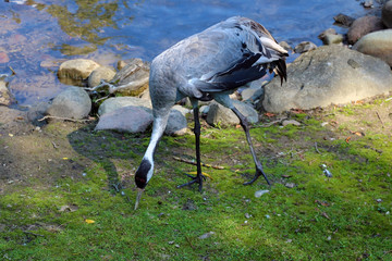 The gray crane walks across the meadow in search of food.