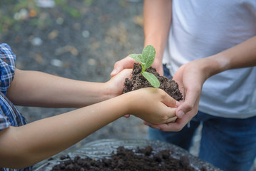 A boy holding seedlings in soil with both hands and the other boy protect to not drop. Select focus on hand.Natural blur background.