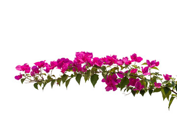 Bougainvilleas with in nature with blurred background. Paper flower .