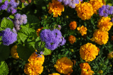 Beautiful violet and orange flowers in the garden, top view.