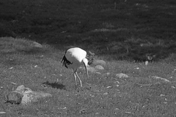 Obraz premium White stork or Ciconia ciconia walking on a green meadow.