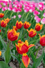 Beautiful tulips in the park. Bacau, Romania