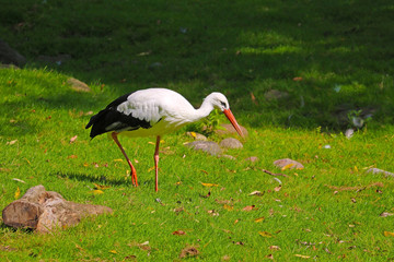 A white stork is walking on green grass and looking for food.