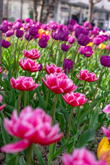Beautiful tulips in the park. Bacau, Romania
