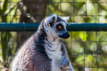 Lémur maki catta.	