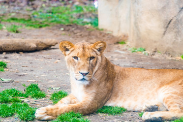 Obraz na płótnie Canvas 仙台の八木山動物園のライオン