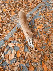 Red cat on a background of red leaves. Golden autumn concept