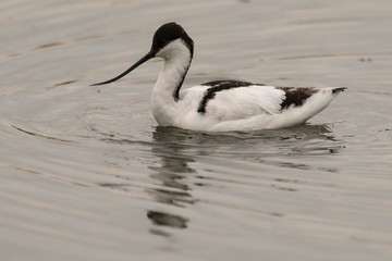 Avocette élégante, Recurvirostra avosetta, Pied Avocet