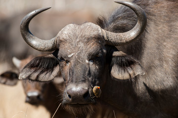 Buffle d'Afrique, Syncerus caffer, Piqueboeuf à bec rouge, Buphagus erythrorhynchus, Parc national Kruger, Afrique du Sud