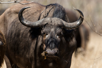 Buffle d'Afrique, Syncerus caffer, Piqueboeuf à bec rouge, Buphagus erythrorhynchus, Parc national Kruger, Afrique du Sud