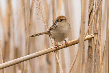 Cisticole à sonnette,.Cisticola tinniens, Levaillant's Cisticola