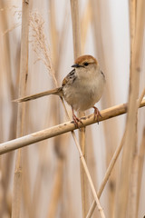 Cisticole à sonnette,.Cisticola tinniens, Levaillant's Cisticola