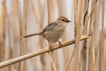 Cisticole à sonnette,.Cisticola tinniens, Levaillant's Cisticola