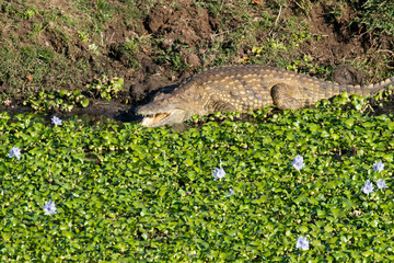 Crocodile du Nil , Crocodylus niloticus, Afrique du Sud