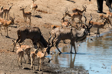 Grand koudou, Tragelaphus strepsiceros, mâle, Impala, Aepyceros melampus, Parc national du Kalahari, Afrique du Sud