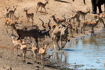 Grand koudou, Tragelaphus strepsiceros, mâle, Impala, Aepyceros melampus, Parc national du Kalahari, Afrique du Sud