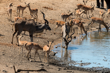 Grand koudou, Tragelaphus strepsiceros, mâle, Impala, Aepyceros melampus, Parc national du Kalahari, Afrique du Sud