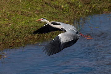 Héron cendré, Ardea cinerea, Grey Heron