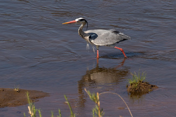 Héron cendré, Ardea cinerea, Grey Heron