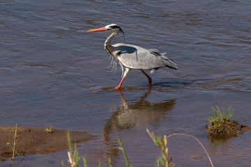 Héron cendré, Ardea cinerea, Grey Heron