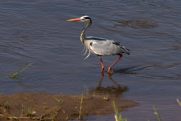Héron cendré, Ardea cinerea, Grey Heron